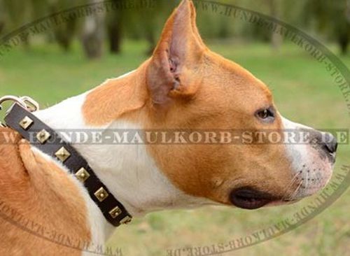 Exklusives Amstaff Halsband mit Messing Nieten