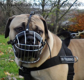 Wire dog muzzle for Boerboel
