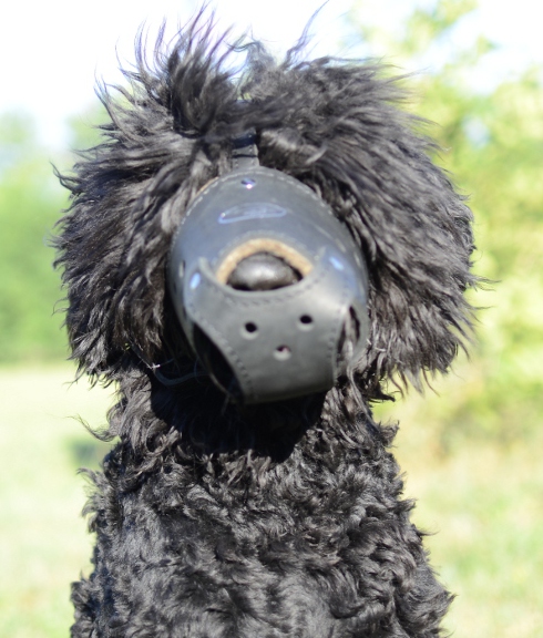 Schwarzer Russischer Terrier Hundemaulkorb Leder