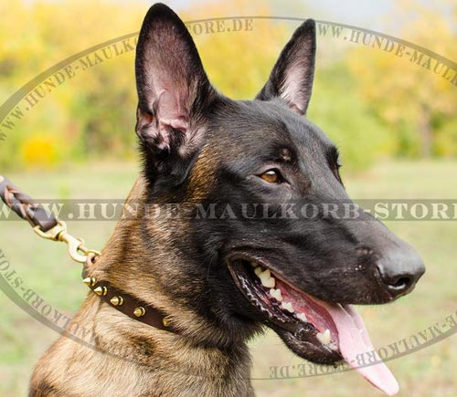 Hundehalsband mit golden Stacheln für Belgischen Malinois