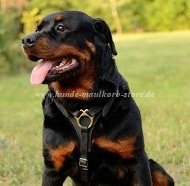 Walking harness for Rottweiler, Tracking Dog Harness of Leather