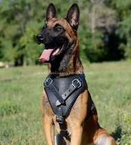 Protection and Attack Leather Dog Harness for Malinois