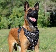 Painted Malinois Harness of Leather for Attack Work