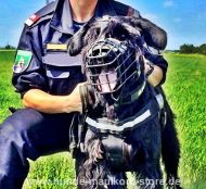 K9 Muzzle for Police for Riesenschnauzer