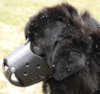 Newfoundland hundemaulkorb