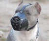 American Pit Bull Terrier hundemaulkorb