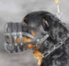 Rottweiler hunde maulkorb