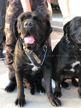 Protection and Attack Leather Dog Harness for Cane Corso