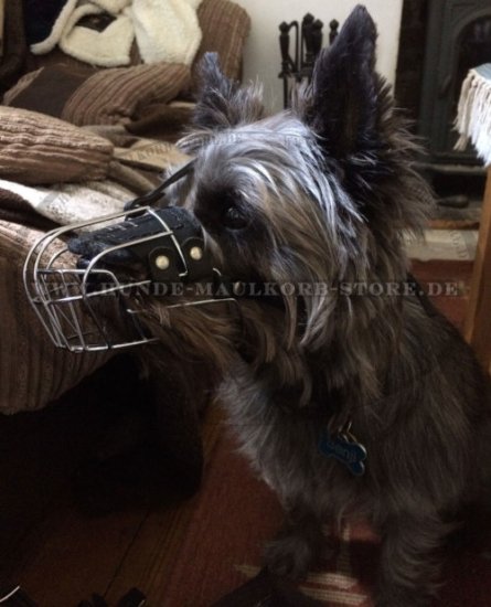 Gepolsterter Maulkorb aus Draht für Cairn Terrier Hund - zum Schließen ins Bild klicken