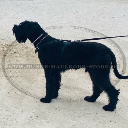 Riesenschnauzer Geschirr aus Echtleder für Hundesport