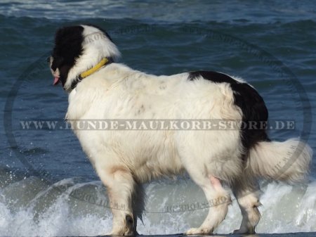 Moskauer Wachhund Hundehalsband aus Nylon mit Schnellverschluss