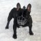 Wire Basket Dog Muzzle for French Bulldog, Cage Muzzle