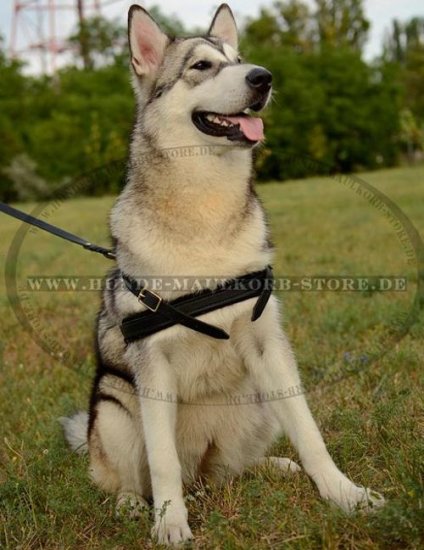 Ledergeschirr mit gepolstertem Brustband für Malamute