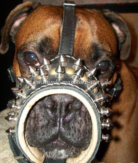 Leather Muzzle for German Boxer with Spikes - Marvellous Thing!