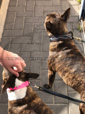 Bemaltes Stacheldraht-Lederhalsband für Bullterrier