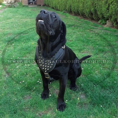 Leder Geschirr mit golden Spikes für Cane Corso