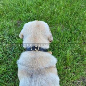 Exklusives Hundehalsband aus Leder, Lederhalsband mit Nappa