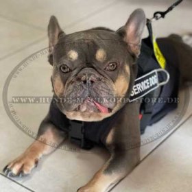 All-weather Dog Harness for French Bulldog | Nylon Harness