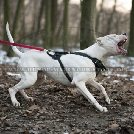 Ledergeschirr für IGP Sporttraining