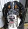 Wire Basket Dog Muzzle for Bernese Mountain Dog Best Offer!