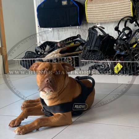 Multifunktioneles Geschirr aus Nylon für Amerikanische Bulldogge