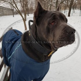 Breites Hundehalsband aus Echtleder mit Griff für Cane Corso