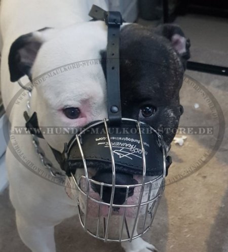 Amerikanische Bulldogge Maulkorb Draht