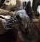 Gepolsterter Maulkorb aus Draht für Cairn Terrier Hund