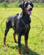 Dobermann zweischichtiges Geschirr aus Leder