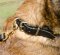 Leder Hundehalsband für Malinois mit Messing-Platten