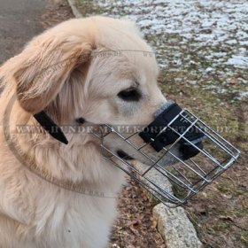 Wire Dog Muzzle for Golden Retriever Free Drinking!