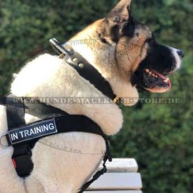 Nylon Hundegeschirr Sport und Trainings mit Akita Inu