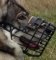 Maulkorb für Nothern Inuit Hund