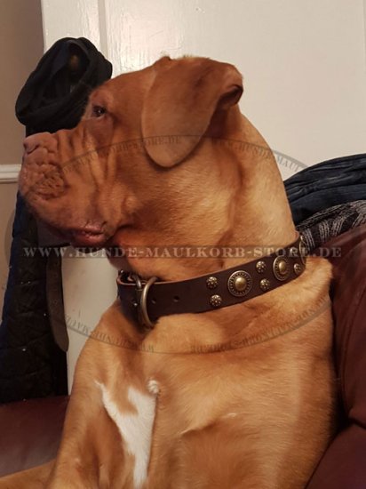 Braunes Halsband für Bordeauxdogge Hund - zum Schließen ins Bild klicken