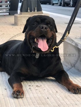 Hundeleine für großen Rottweiler Hund