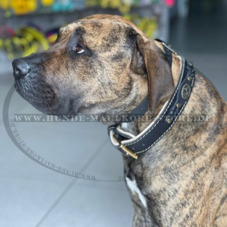 Exklusives Gepolsterter Hundehalsband Leder, Schwarz 45-89 cm