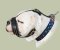 Best Royal Nappa Leather Dog Muzzle for American Bulldog