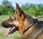 Deutscher Schäferhund ledernes Flechten Halsband