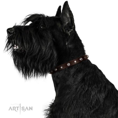 Halsband Leder 2 cm für tägliche Aktivitäten mit Dekor