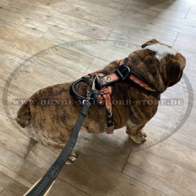 Deisgner Brustgeschirr Leder "Flamme" für Englische Bulldogge