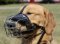 Wire Dog Muzzle for Golden Retriever Bestseller 2020