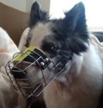 Metal Dog Muzzle for Border Collie Mix