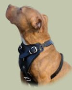 Hetz- Hundegeschirr aus Leder für Amerikanischer Pitbull