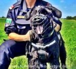 K9 Maulkorb aus Draht & Leder für Riesenschnauzer