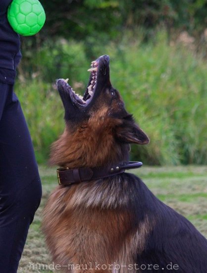Hetzhalsband für Deutschen Schäferhund mit Handschlaufe