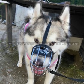 Wire Dog Muzzle for Weimaraner with Leather Straps