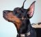 Hunde Halsband mit Feinen Platten | Lederhalsband für Dobermann