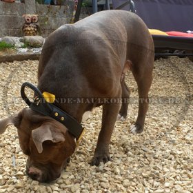 Amstaff Hetzhalsband aus Leder