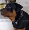 Hundehalsband mit Nieten für Rottweiler