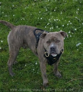 Brustgeschirr Leder mit Polsterung für Amerikanischen Pitbull